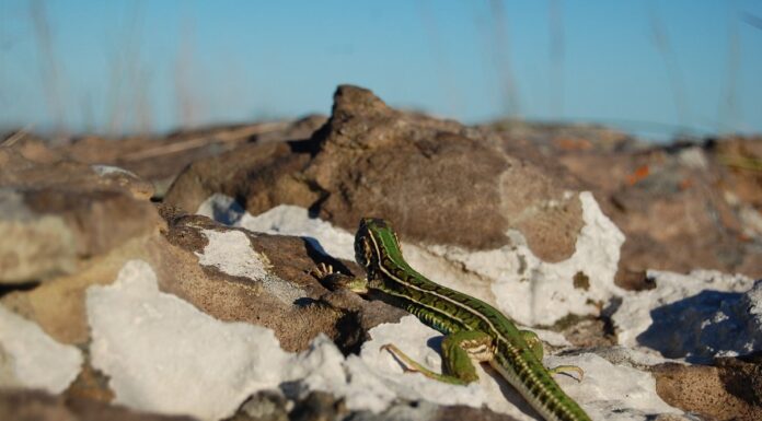 TRES CERROS Destacan un sitio natural de Corrientes con gran relevancia para la conservación de anfibios y reptiles