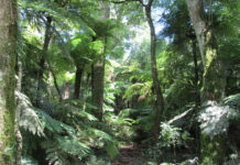TRABAJO INTERINSTITUCIONAL IBONE: colaboran en proyecto internacional sobre el impacto del cambio climático en helechos nativos