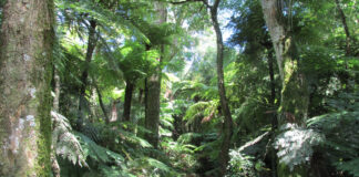 TRABAJO INTERINSTITUCIONAL IBONE: colaboran en proyecto internacional sobre el impacto del cambio climático en helechos nativos