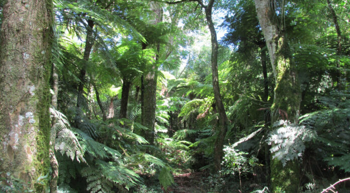 TRABAJO INTERINSTITUCIONAL IBONE: colaboran en proyecto internacional sobre el impacto del cambio climático en helechos nativos