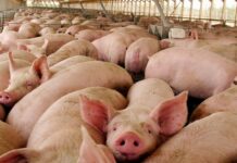 Acuerdo con China Riesgo sanitario y ambiental acompañaría la instalación de factorías de carne porcina Riesgo de enfermedades con la cría industrial de animales