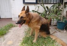 Trabajan en ajuste de técnicas de diagnóstico por PCR y secuenciación genética de bacteria que afecta a caninos