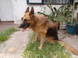 Trabajan en ajuste de técnicas de diagnóstico por PCR y secuenciación genética de bacteria que afecta a caninos