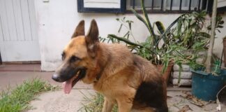 Trabajan en ajuste de técnicas de diagnóstico por PCR y secuenciación genética de bacteria que afecta a caninos