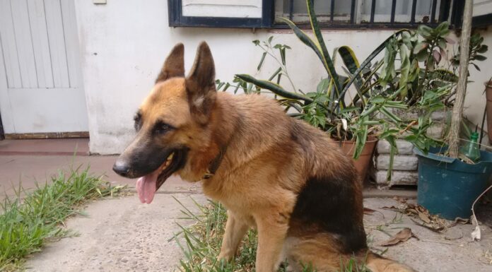 Trabajan en ajuste de técnicas de diagnóstico por PCR y secuenciación genética de bacteria que afecta a caninos