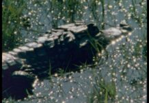 Centro Cultural Universitario “Son obras que proponen una mirada libre, el espectador tiene la libertad de sentir, interpretar y reaccionar”