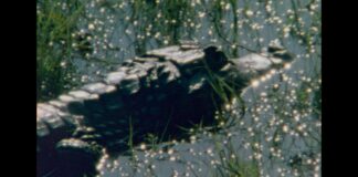 Centro Cultural Universitario “Son obras que proponen una mirada libre, el espectador tiene la libertad de sentir, interpretar y reaccionar”