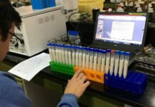 Trabajan en la elaboración de una bebida en base a “caupí-arroz” con aporte proteico similar a la leche