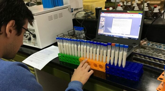 Trabajan en la elaboración de una bebida en base a “caupí-arroz” con aporte proteico similar a la leche