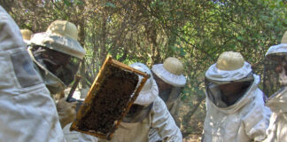 LA UNNE EN CASTELLI Tecnicatura Universitaria en Apicultura: buscan profesionalizar la actividad y sumar valor agregado a los productos apícolas de la región Impenetrable