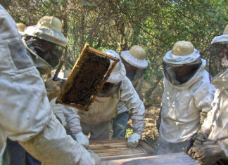 LA UNNE EN CASTELLI Tecnicatura Universitaria en Apicultura: buscan profesionalizar la actividad y sumar valor agregado a los productos apícolas de la región Impenetrable