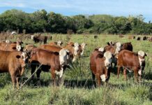 Analizan la ganadería de Corrientes en relación con el cambio climático y la producción sustentable
