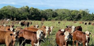 Analizan la ganadería de Corrientes en relación con el cambio climático y la producción sustentable