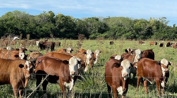 Analizan la ganadería de Corrientes en relación con el cambio climático y la producción sustentable