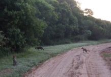 MONOS Y ZORROS Promueven el conocimiento ciudadano sobre especies de “animales centinelas”, de interés para la salud ambiental