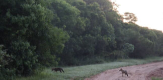 MONOS Y ZORROS Promueven el conocimiento ciudadano sobre especies de “animales centinelas”, de interés para la salud ambiental