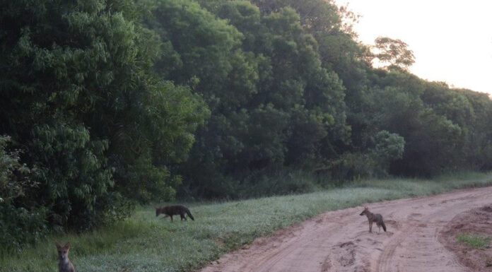 MONOS Y ZORROS Promueven el conocimiento ciudadano sobre especies de “animales centinelas”, de interés para la salud ambiental