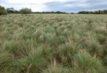 Analizan el estado de fragmentación y pérdida de los pastizales naturales en la región