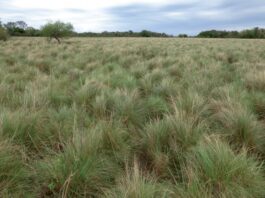 Analizan el estado de fragmentación y pérdida de los pastizales naturales en la región
