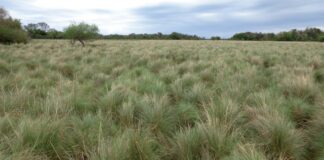 Analizan el estado de fragmentación y pérdida de los pastizales naturales en la región