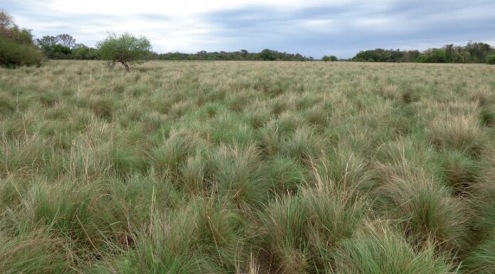 Analizan el estado de fragmentación y pérdida de los pastizales naturales en la región