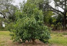 CIENCIAS AGRARIAS Para potenciar su cultivo en la región, trabajan en caracterizar plantas asilvestradas de palta