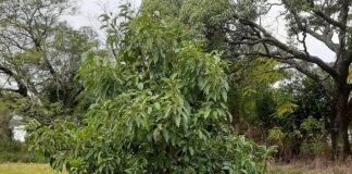 CIENCIAS AGRARIAS Para potenciar su cultivo en la región, trabajan en caracterizar plantas asilvestradas de palta