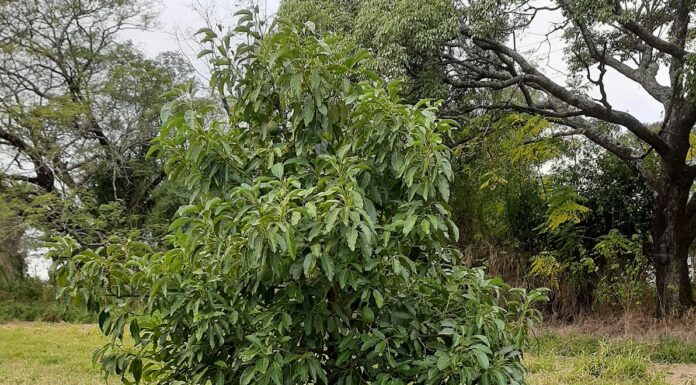 CIENCIAS AGRARIAS Para potenciar su cultivo en la región, trabajan en caracterizar plantas asilvestradas de palta