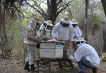 Apicultura en El Impenetrable Chaqueño: actividades en el marco de un PICTO-UNNE
