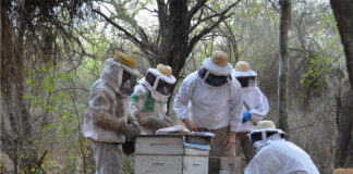 Apicultura en El Impenetrable Chaqueño: actividades en el marco de un PICTO-UNNE