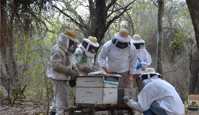 Apicultura en El Impenetrable Chaqueño: actividades en el marco de un PICTO-UNNE