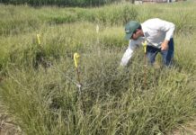 La investigación de un estudiante de la UNNE fue destacada para el mayor evento de producción animal del país