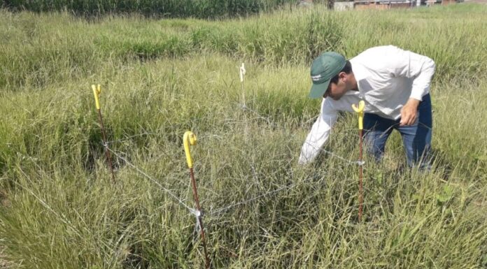 La investigación de un estudiante de la UNNE fue destacada para el mayor evento de producción animal del país