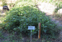 Estudian características de razas de maní de Corrientes para potenciar su comercialización