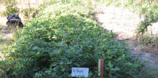 Estudian características de razas de maní de Corrientes para potenciar su comercialización