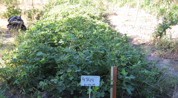 Estudian características de razas de maní de Corrientes para potenciar su comercialización