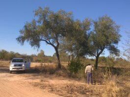 La UNNE cuenta con 140 grupos de investigación acreditados institucionalmente El cambio climático y su posible impacto sobre el quebracho blanco