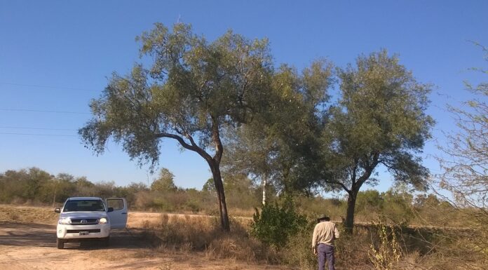 GRAN CHACO Estudian cómo incidiría el cambio climático en las áreas de distribución del Quebracho Blanco El cambio climático y su posible impacto sobre el quebracho blanco