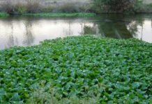 Facultad de Ingeniería Proponen generar biogás utilizando camalotes de las lagunas de Resistencia camalotes flotando en un espejo de agua