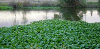 Facultad de Ingeniería Proponen generar biogás utilizando camalotes de las lagunas de Resistencia camalotes flotando en un espejo de agua