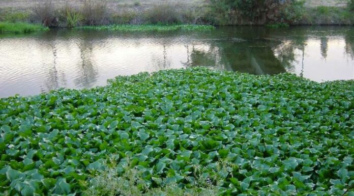 Facultad de Ingeniería Proponen generar biogás utilizando camalotes de las lagunas de Resistencia camalotes flotando en un espejo de agua