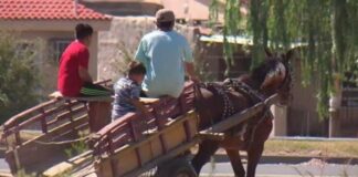 ALFREDO VALLEJOS, PRESIDENTE DEL CONCEJO DELIBERANTE DE CORRIENTES «Somos conscientes de que la tracción a sangre debe eliminarse» Carrero de la ciudad de Corrientes