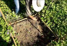 CIENCIAS AGRARIAS Logran importante mejora de rendimiento en cultivares de batata con manejo tecnificado