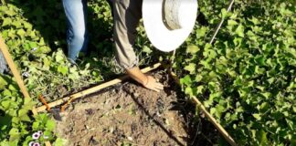 CIENCIAS AGRARIAS Logran importante mejora de rendimiento en cultivares de batata con manejo tecnificado