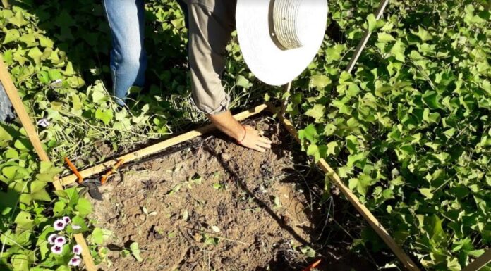 CIENCIAS AGRARIAS Logran importante mejora de rendimiento en cultivares de batata con manejo tecnificado