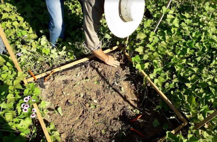 Logran importante mejora de rendimiento en cultivares de batata con manejo tecnificado