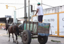 Urbanismo Acercan al Municipio de Corrientes una propuesta para sustituir progresivamente los carros de Tracción a Sangre