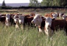 PRODUCCIÓN DE CARNE  Especialista asegura que en Argentina la ganadería influye muy poco en el calentamiento global