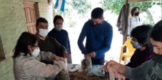 Promueven la producción de hongos comestibles como alternativa económica