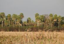 Aportan al relevamiento de aves y mamíferos para un nuevo parque nacional en Chaco